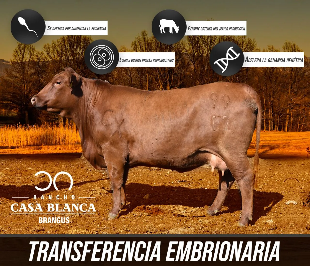 Proceso de Transferencia de Embriones